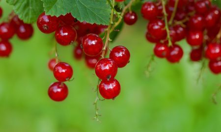 На ветке висят ягоды