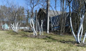 Весенний огород с деревьями