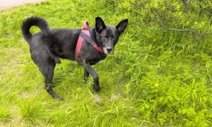 собака на газоне