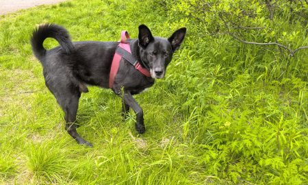 собака на газоне