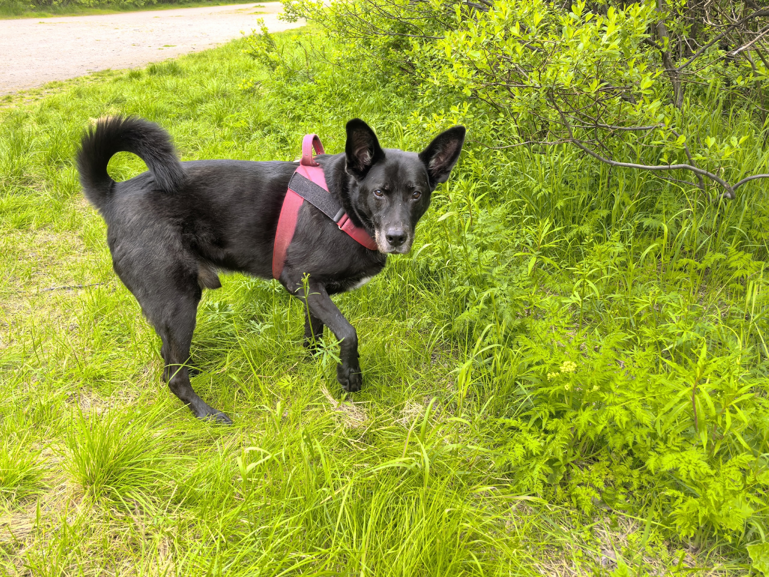 собака на газоне