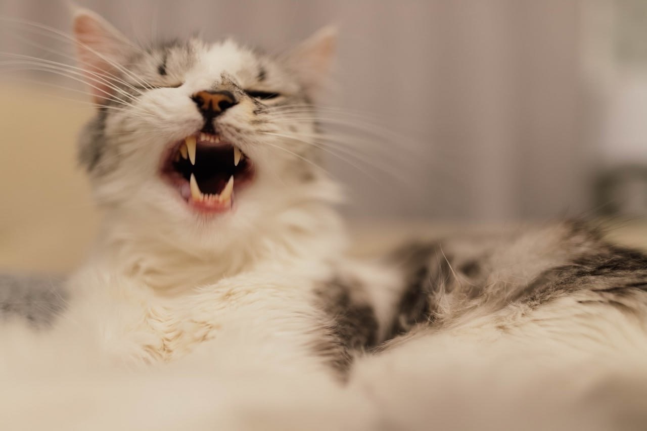 Кот зевает