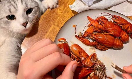 Кот пытается выпросить у хозяина еду из тарелки