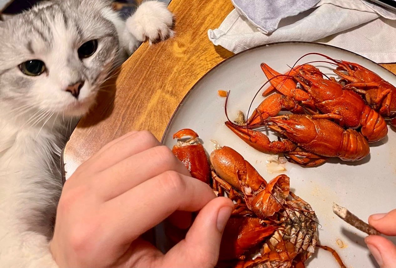 Кот пытается выпросить у хозяина еду из тарелки