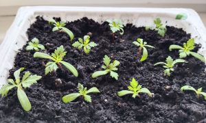 Рассада на подоконнике