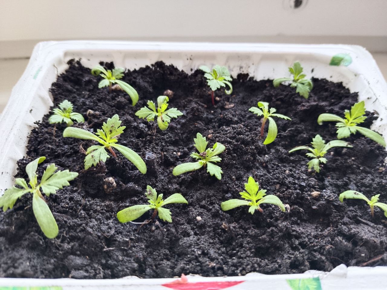 Рассада на подоконнике