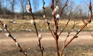 Верба дерево