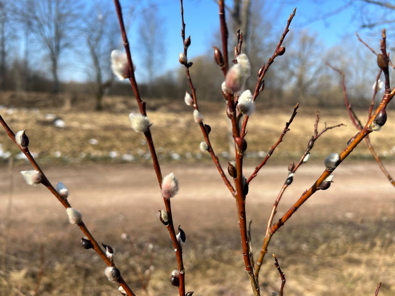 Верба дерево