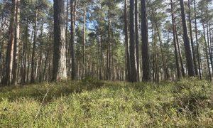 Деревья в лесу