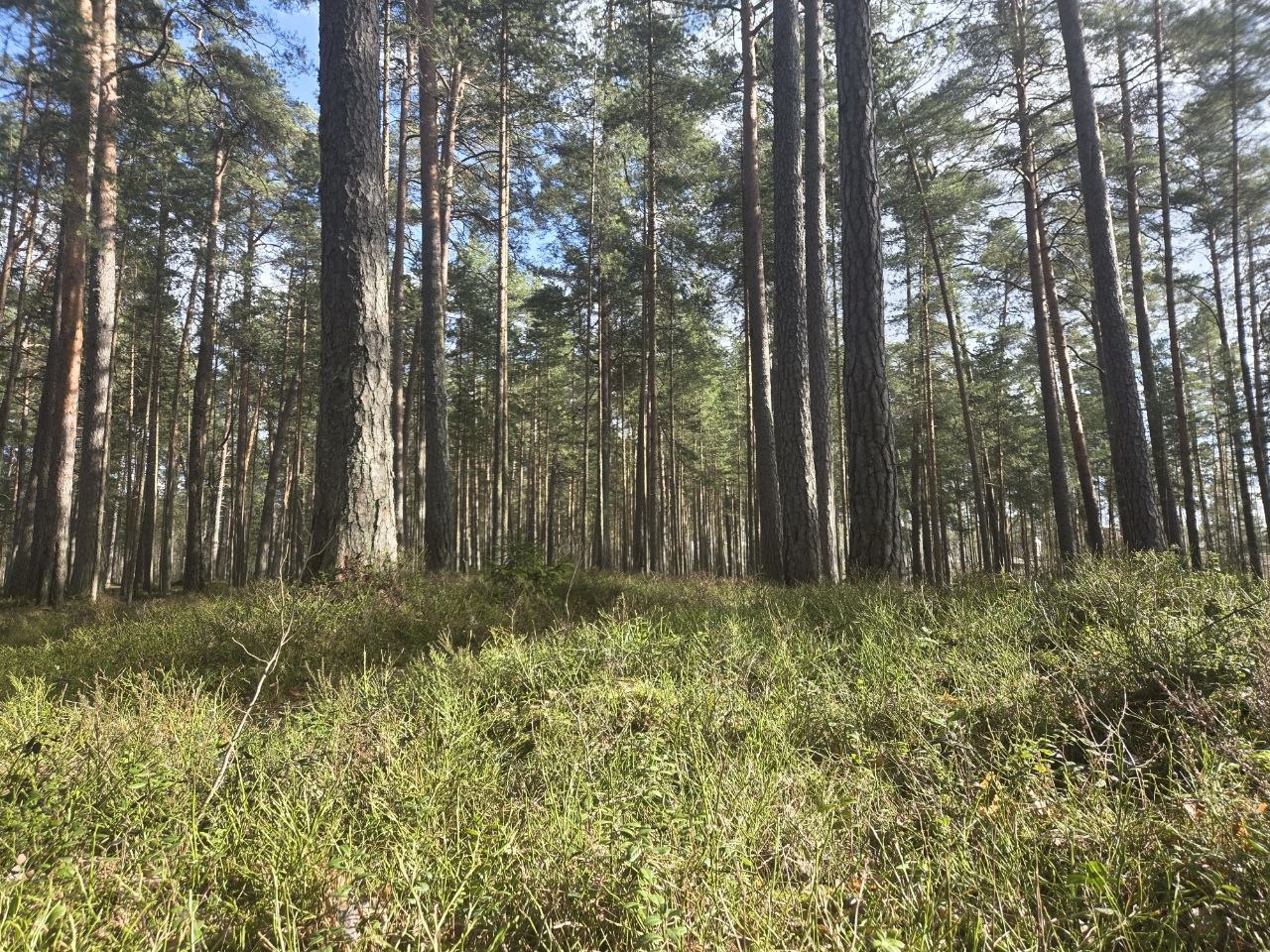 Деревья в лесу