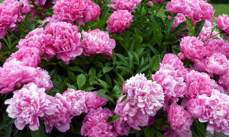Большой куст пионов