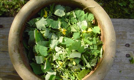 В чашке лежит чистотел