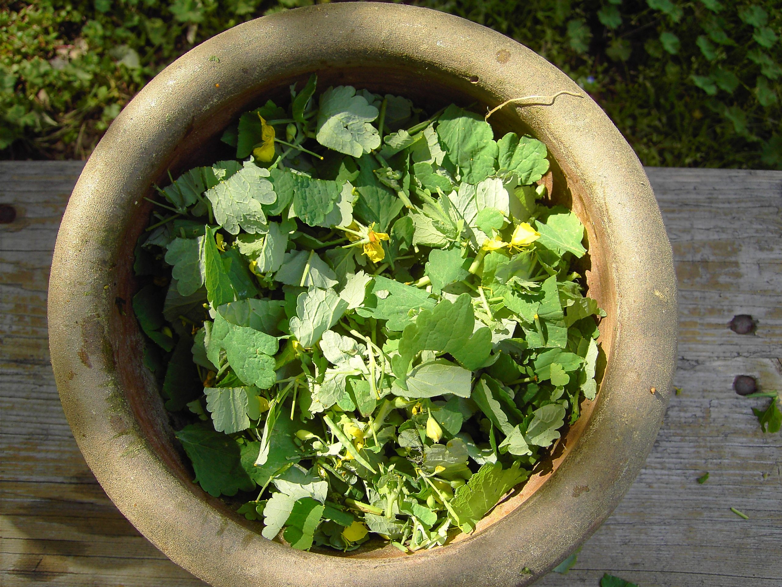 В чашке лежит чистотел