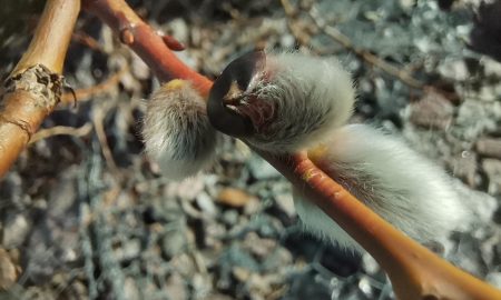 Распустившиеся на деревьях почки