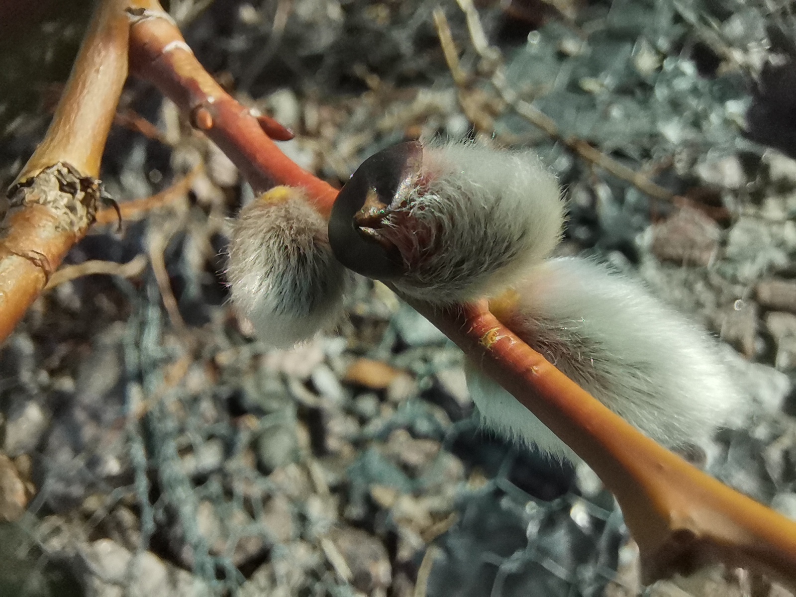 Распустившиеся на деревьях почки