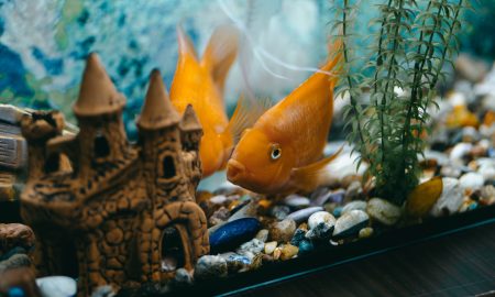 Рыбка плавает в аквариуме