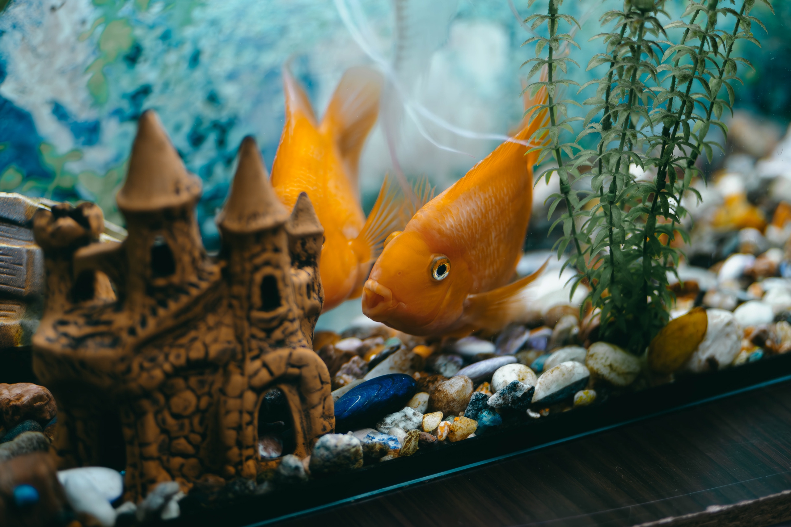 Рыбка плавает в аквариуме