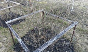 В саду растет смородина