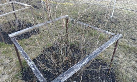 В саду растет смородина