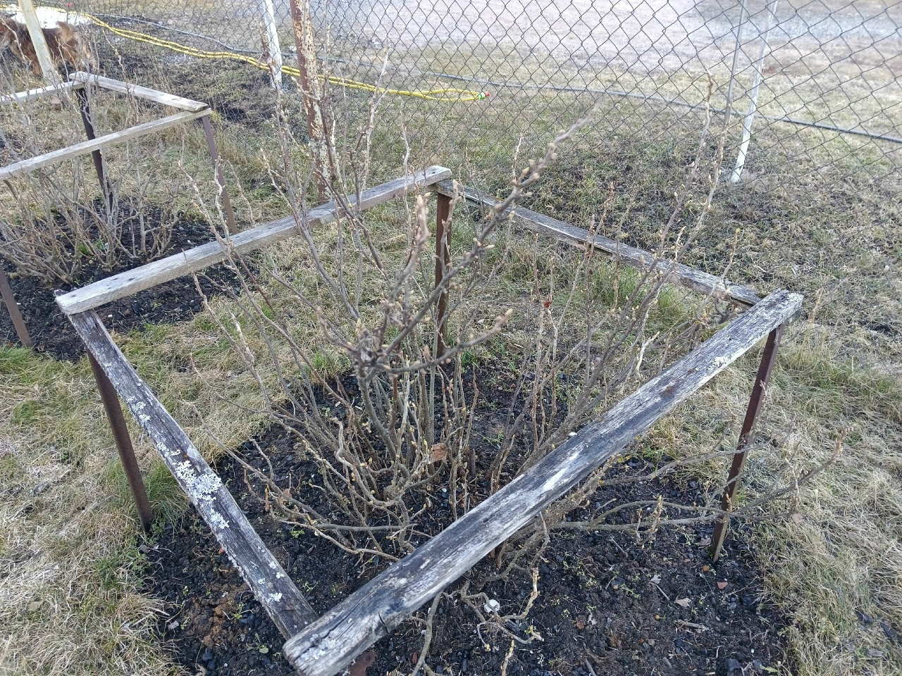 В саду растет смородина