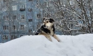 Собака лежит на сугробе