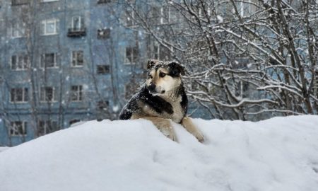 Собака лежит на сугробе
