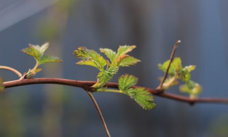 Ветка с листьями