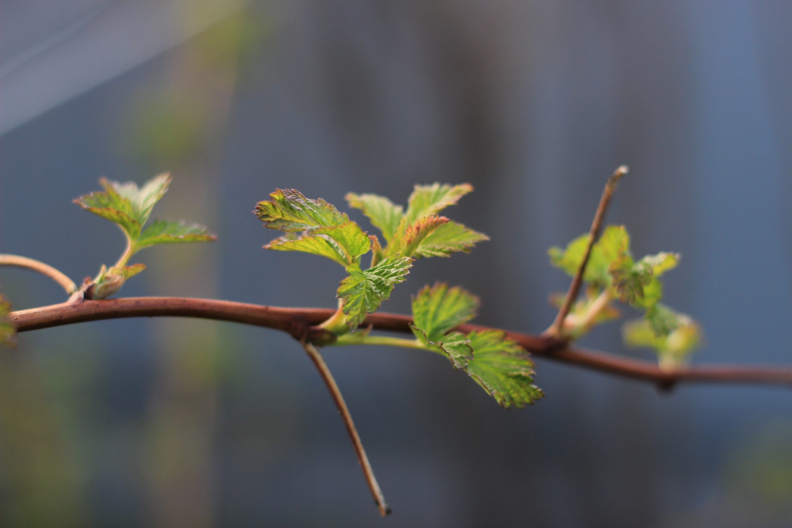 Ветка с листьями