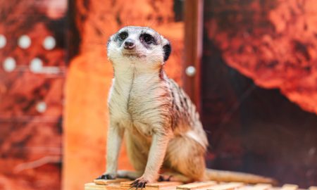 Сурикат из Екатеринбургского зоопарка