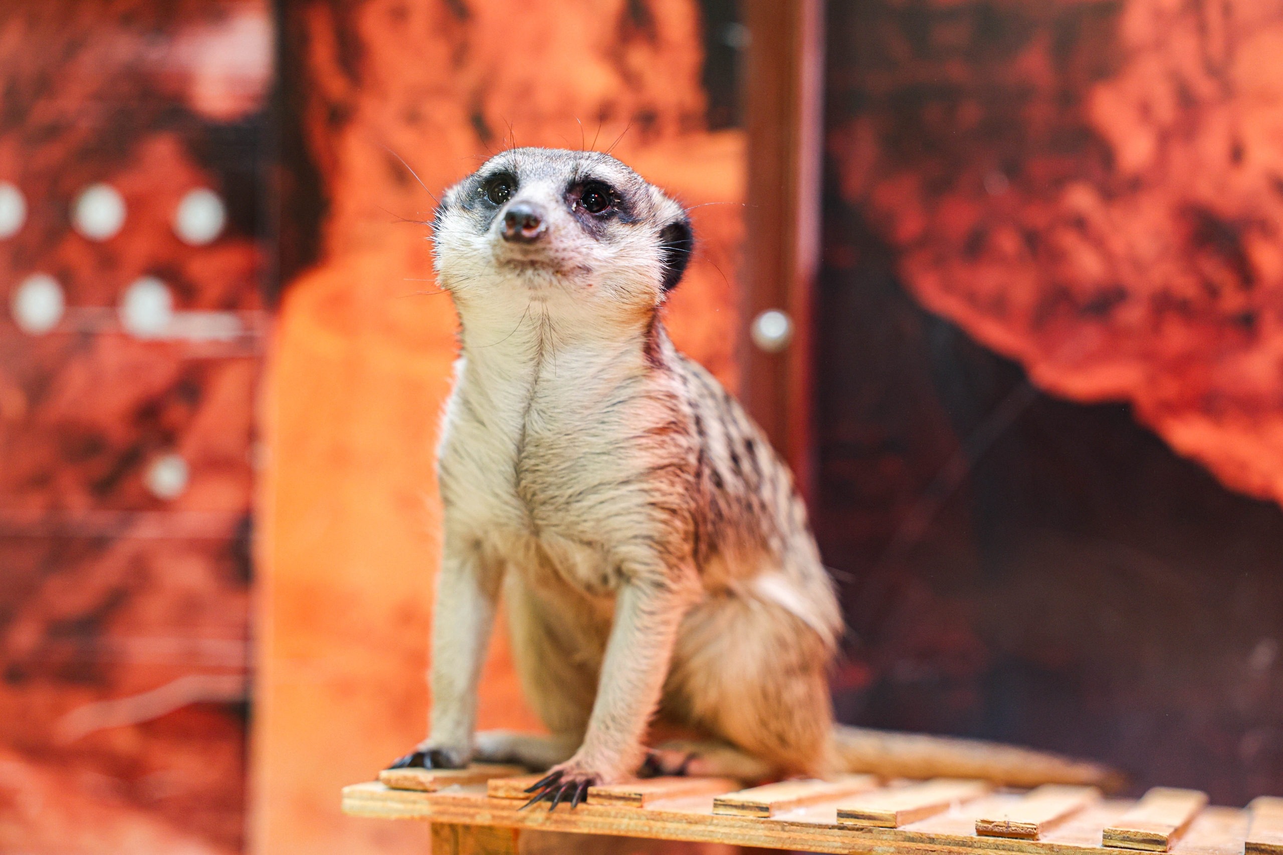 Сурикат из Екатеринбургского зоопарка