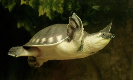 Свинононосая черепаха