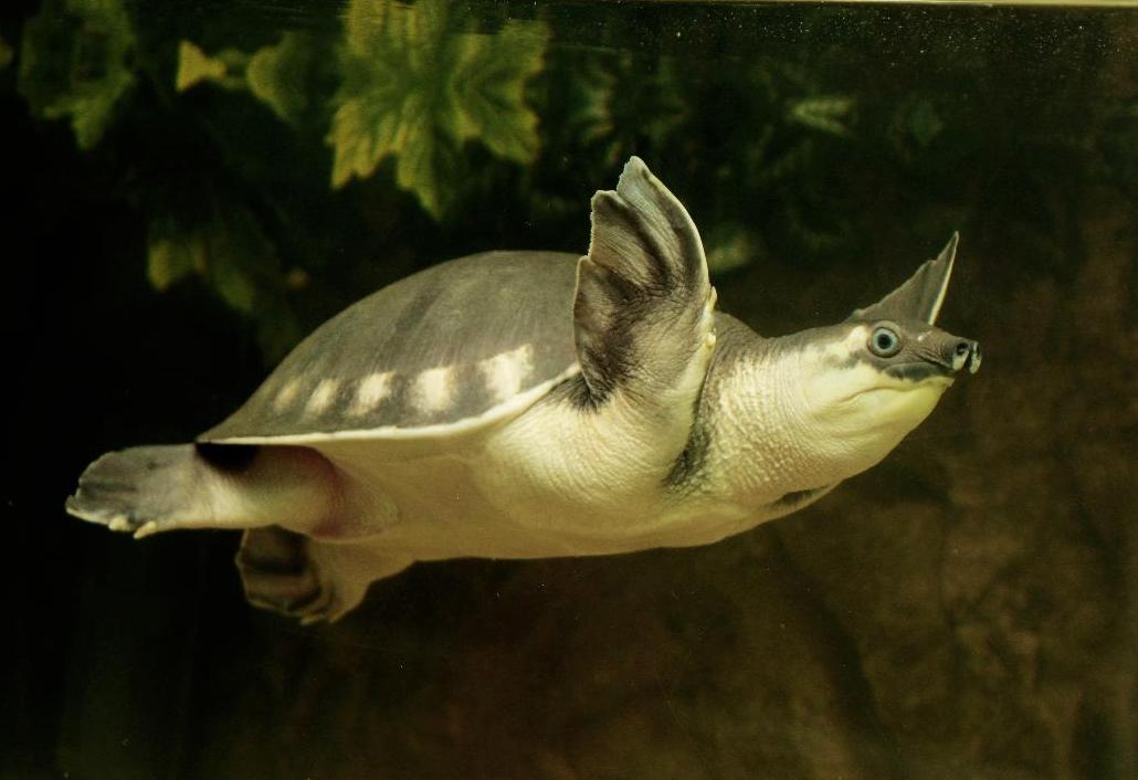 Свинононосая черепаха