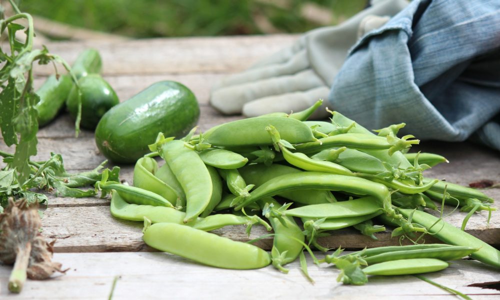 Горох в саду