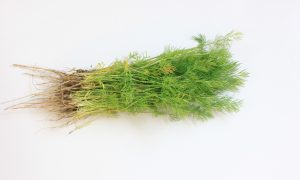 На столе лежит укроп