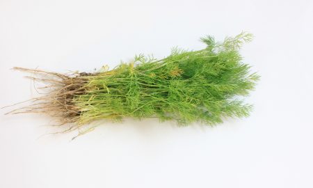 На столе лежит укроп