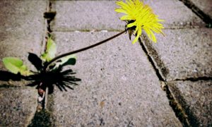 Из бетона растет одуванчик