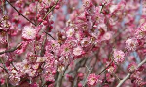 Вишневое дерево