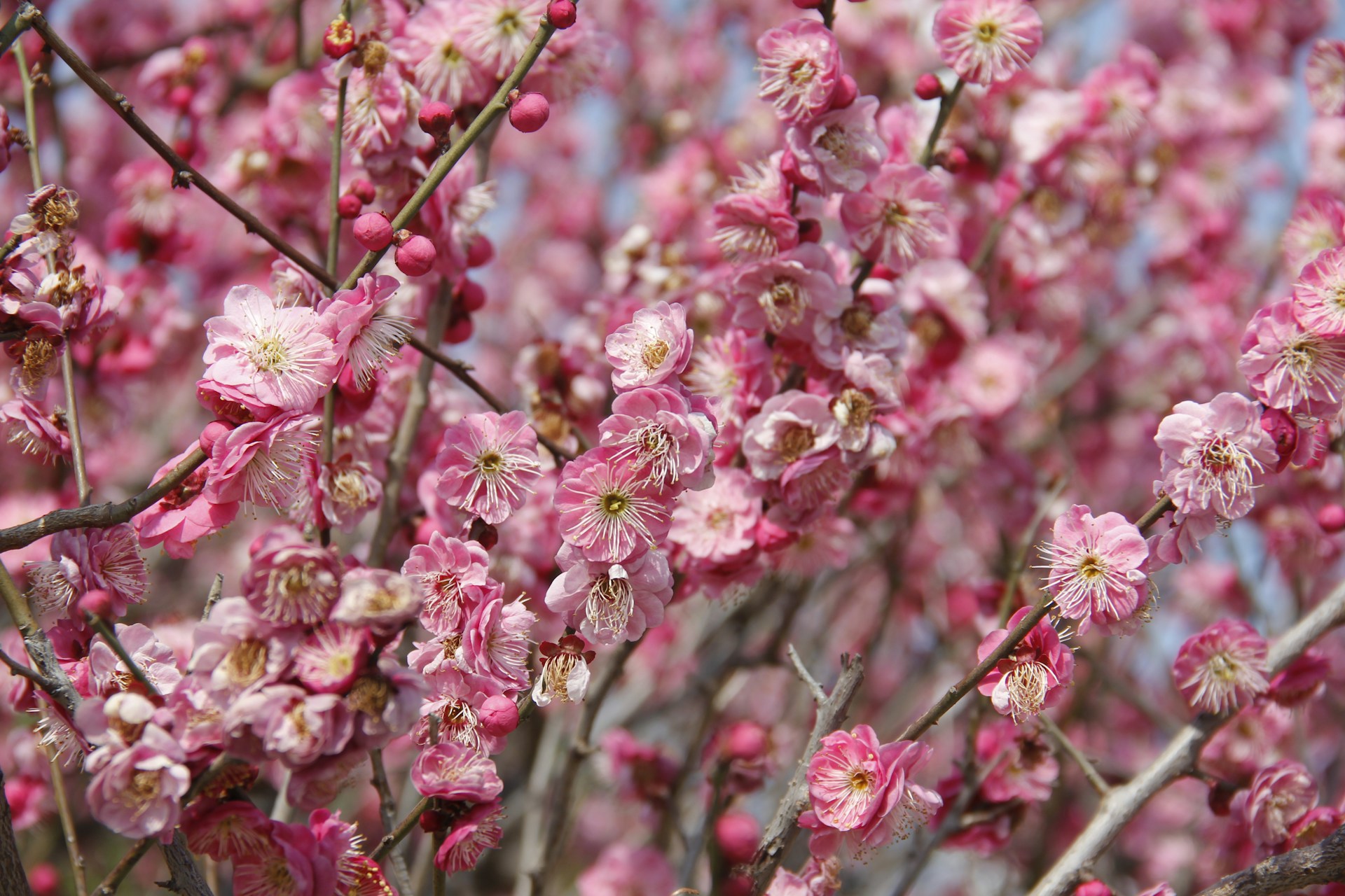 Вишневое дерево