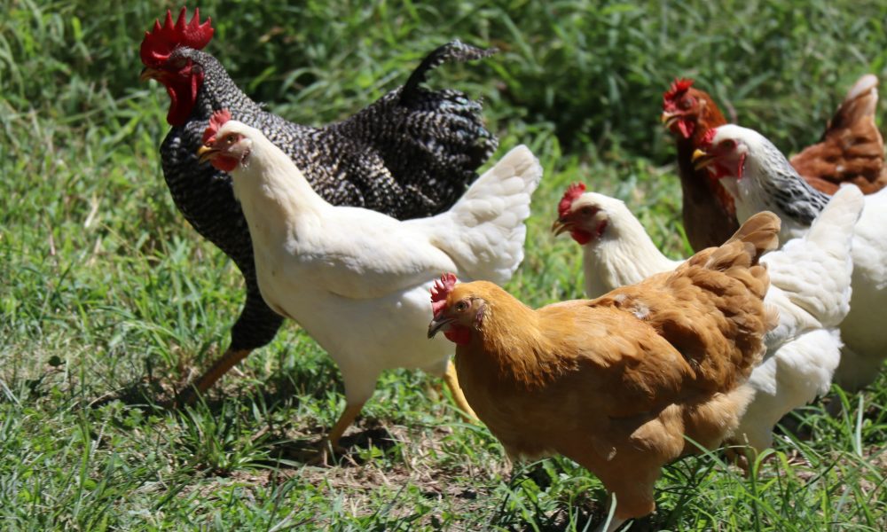 Курицы едят