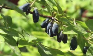 На ветке растет жимолость