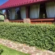 живая изгородь