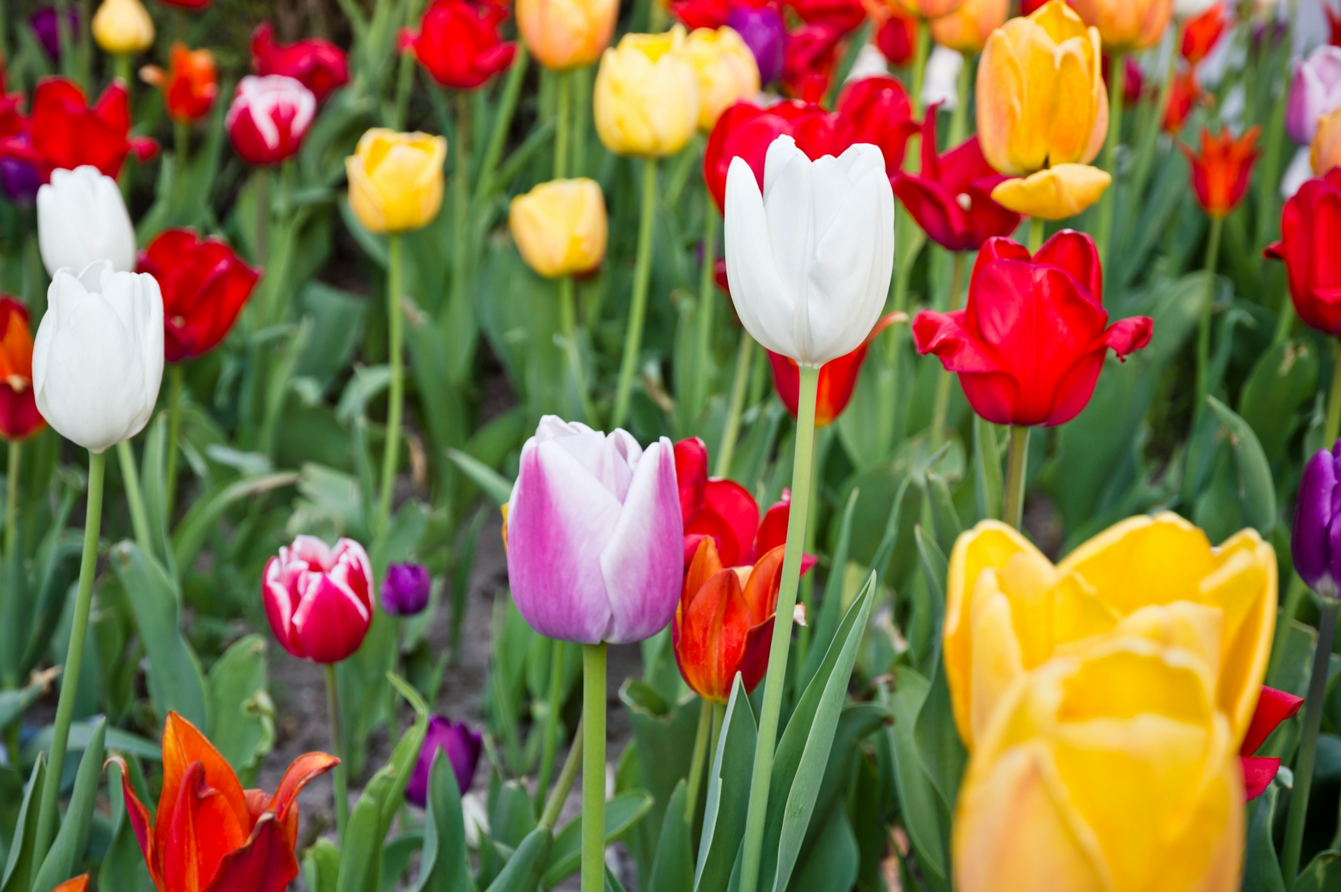 Цветы тюльпанов