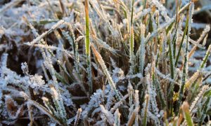 Заморозки в области