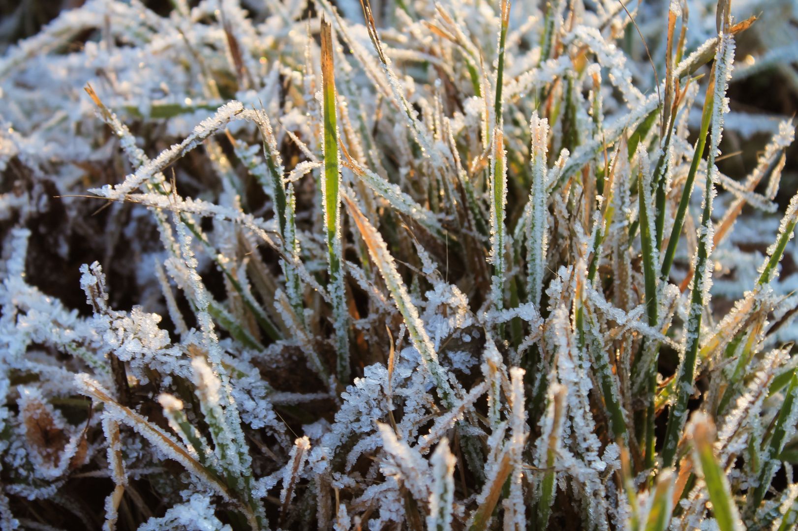 Заморозки весной
