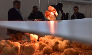 Цыплята в инкубаторе