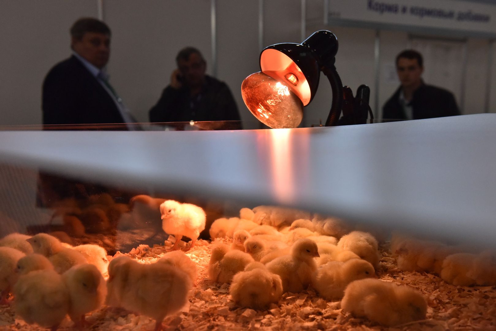 Цыплята в инкубаторе