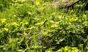 Борьба с борщевиком