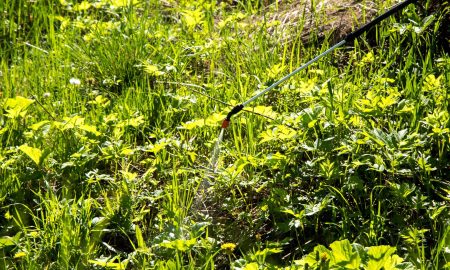 Борьба с борщевиком