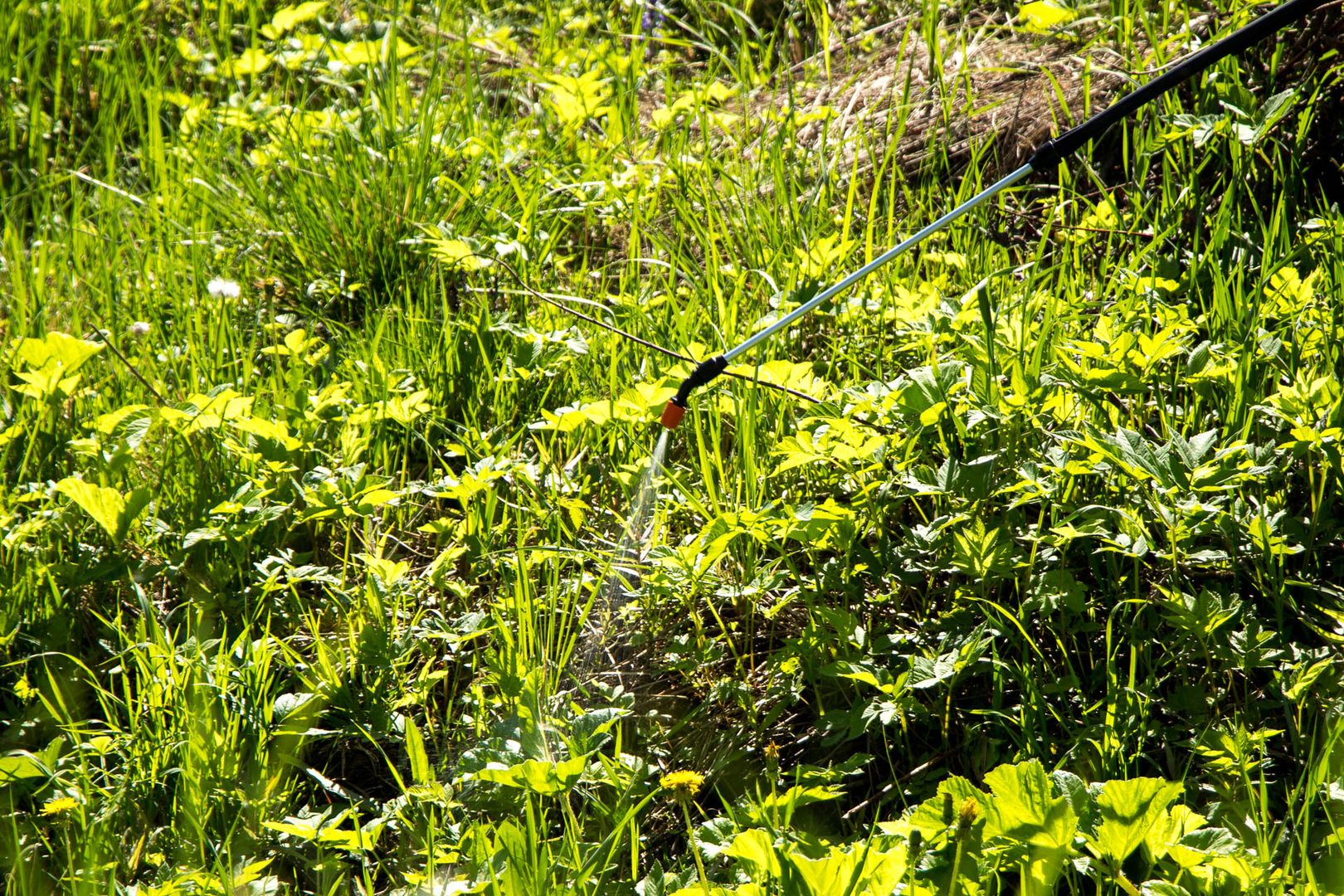 Борьба с борщевиком