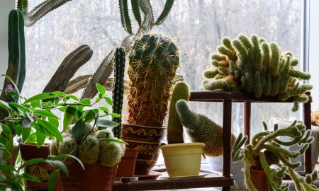 Кактусы в горшочках